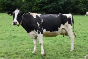 cow